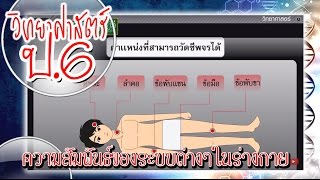 ความสัมพันธ์ของระบบต่างๆในร่างกาย - วิทยาศาสตร์ ป.6