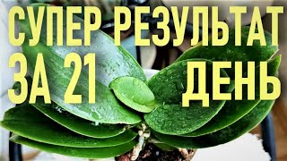 СУПЕР РЕЗУЛЬТАТ ЗА ТРИ НЕДЕЛИ! ПОЧЕМУ У ОРХИДЕИ ЛОПАЮТСЯ ЛИСТЬЯ ПОСЕРЕДИНЕ/ПО ЦЕНТРАЛЬНОЙ ЖИЛКЕ?