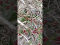 Discovering Wild Edible Plants  What Are These Red Berries ?