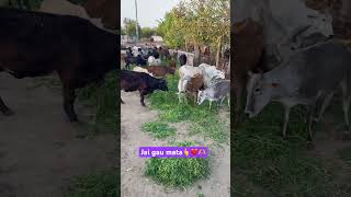 जाये गौ माता | jai gau mata❤️🙏 #shorts #youtube #viral #video #gwalior #love