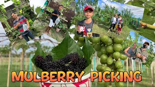 EP #76 : MULBERRY PICKING + PICK AND PAY