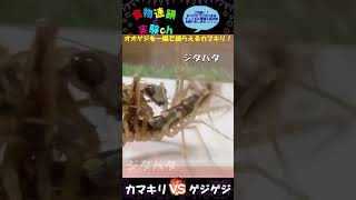 【閲覧注意】オオゲジを一瞬で捕らえるオオカマキリ…Σ(･ω･ﾉ)ﾉ！まさに職人芸！！　※あくまで給餌を目的としています。＜生物観察　昆虫バトル　捕食　給餌　飼育　奇蟲＞#shorts