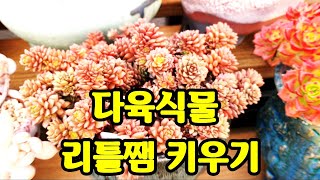 다육식물 리틀쨈 키우기 물관리 하는방법,多肉植物.succulent plant다육식물