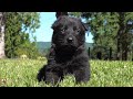 Naturally Secure Temperament at Just One Month Old | Kraftwerk K9 German Shepherds