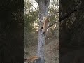 leopard vs hyena a high stakes game of savanna survival 🐆🦴