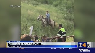 Cattle killed after truck overturns on interstate