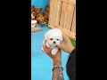 adorable micro maltese puppy benji