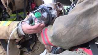 The Buzz: Pet Oxygen Delivery Kits