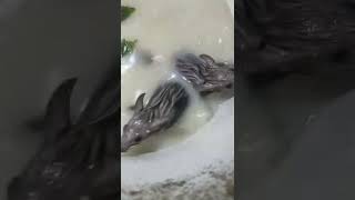 ഇനി ഈസിയായി എലിയെ പിടിക്കാം #new rat trap#shorts#