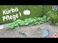 Kürbis Pflege ! Kürbis erfolgreich anbauen !