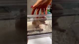 Touch my hand #hamster #shorts #viral #pet