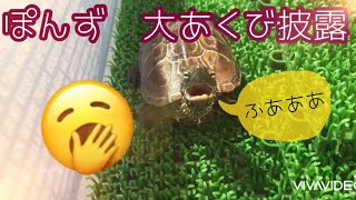 クサガメのぽんず　大あくびをしてみた！