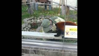 リンゴここだよ 天王寺動物園 レッサーパンダの咲弥ちゃん Red panda