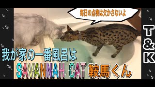 一番風呂はサバンナキャットの鞍馬くんから　お湯加減の点検はボクの仕事♨️　　サバンナキャット ラグドールノルウェージャン