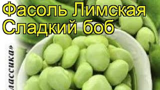 Фасоль лимская Сладкий боб. Краткий обзор, описание характеристик, где купить phaseolus vulgaris