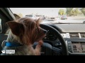 Subaru Roller Being Rich and Famous NOT SmurfinWRX Vlog