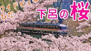 特急ワイドビューひだと桜！桜前線北上中！高山本線下呂にて