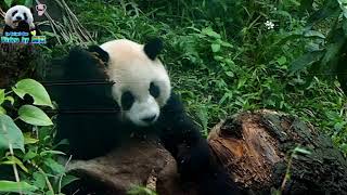 20171214 圓仔刨木 The Giant Panda Yuan Zai