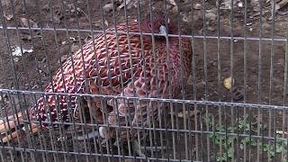 キタヤマドリ（井の頭自然文化園）：Northern Copper Pheasant (Inokashira Park Zoo)