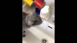 水道水を飲む猫