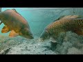 Lessons from fishing with underwater camera's