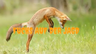 Wie Füchse Mäuse jagen(Aufnahmen von einem Fuchs auf der Jagd) NaturHautnah Folge 1