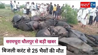 #धौलपुर जिले के सरमथुरा से बड़ी खबर- 25 भैसों को लगा करंट #dholpur #news @firsttracknews