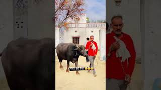 ताऊ रेश जीत के मानेगा #fun #funny #comedy #Shorts #viral #shortsvideo