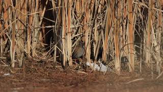 Water Rail in Chiba,Japan♪鳥くん野鳥動画（手賀沼）クイナ20201222 6Z3A9961