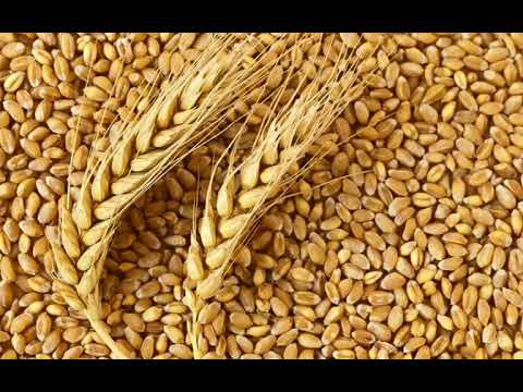 गेहूं भंडारण के घरेलू तरीके। How to Store Wheat Grains by Home tips गेहूं भंडारण के घरेलू तरीके। How to Store Wheat Grains by Home tips