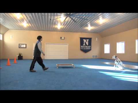 Sam (Dalmatian) Boot Camp Dog Training Sam (Dalmatian) Boot Camp Dog Training