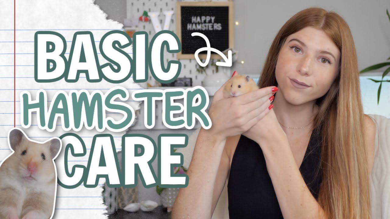 Basic Hamster Care 2021 Housepetscare