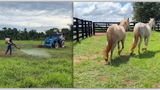 Minha rotina na fazenda! Três dias comigo em uma fazenda de pecuária !