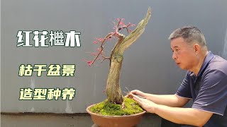 How a rotten saffron tree turned her gorgeously一棵腐爛的紅花檵木是如何讓她華麗轉身的