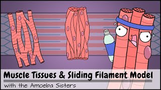Muscle Tissues and Sliding Filament Model