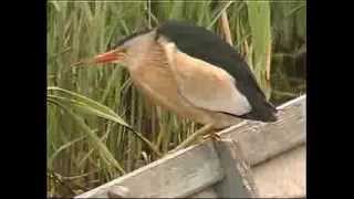 Blongios nain -Little Bittern (Ixobrychus minutus)