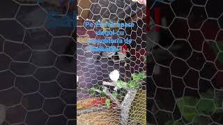 #foryou #porumbei #viralvideo #viral #pigeonracing #pipa #vlog #pigeon #antrenament #eliberare