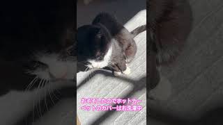 #ねこ　#猫　#ネコ　#日向ぼっこ