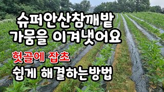 돈이되는작물 슈퍼안산참깨 현제 작황상태(제초작업 쉽게 하는방법)