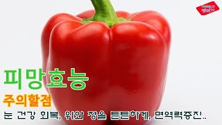 놓치면 안되는 피망 효능과 섭취시 주의해야할 부작용 효과 파프리카