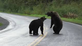 Caught on camera: Grizzly bears fight in northern B.C.