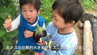 動画で家庭菜園『秋ナスの収穫…遅めの更新剪定でしたが立派に育ちました！！！』Ｈ29.10.15