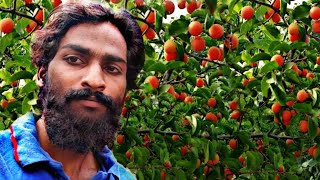 nakkera pandlu video//nakkera fruits//nakkera kayalu//nakkera kayalu Telugu vlogs