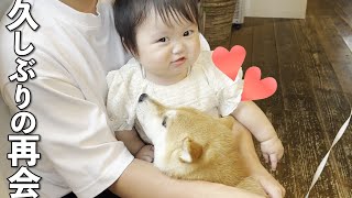 【再会】ペットホテルに大好きな赤ちゃんが現れて感情が大爆発する柴犬