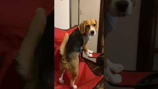 椅子の検品をするビーグル犬 #beagle #いぬ