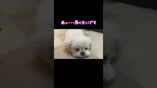 眠そうな子犬を撫でたら反応が可愛すぎたwwww#Shorts