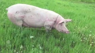 Winnipeg pig on the loose!