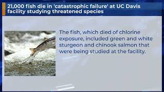 21,000 fish die in 'catastrophic failure' at UC Davis facility studying threatened species