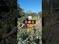 garden flowers🌸🌺🌻🌹🌷🌼💐 👌 shortvideo gardening ytshorts