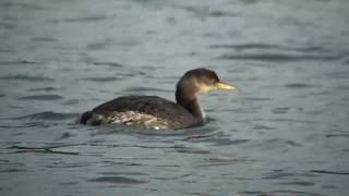 ビデスコ 野鳥 2020.01.18　アカエリカイツブリ　(Red-necked grebe)